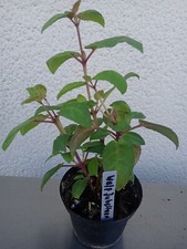 Fuchsie walz jubelteen gebraucht kaufen  Westerheim