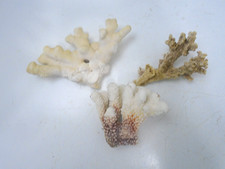 Pieces white coral for sale Pieces white coral for sale  Advance