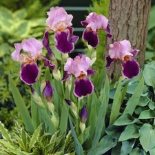 Iris germanica wine for sale  LONDON