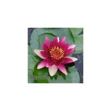 Attraction water lily for sale  MARKET RASEN