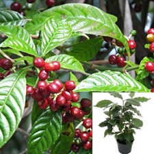Coffee arabica 4inches for sale  Modesto