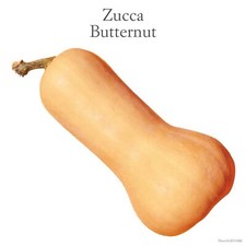Zucca butternut semi usato  Cagliari
