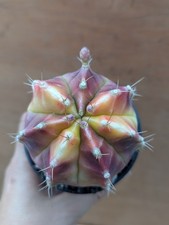 Gymnocalycium variegated cactu for sale  CHIPPENHAM