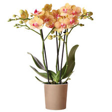 Orchid phalaenopsis jamaica for sale  UK