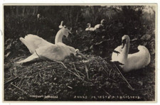 Real photo postcard for sale  DISS