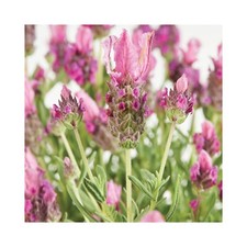 Lavender lavlov deep for sale  WICKFORD