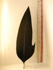 Penna per cappello usato  Moncalieri