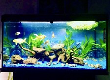 Fluval roma 200l for sale  STOCKPORT