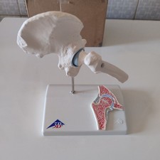 Scientific mini anatomie gebraucht kaufen  Mannheim