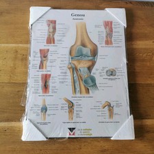 Planche anatomie genou d'occasion  Boussac