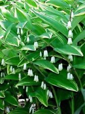 Solomons seal polygonatum for sale  Canton