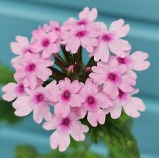 Verbena margaret memory for sale  LONDON
