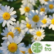 German chamomile seeds for sale  MANCHESTER