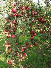 Apfelbaum stecklinge boskoop gebraucht kaufen  Kaiserslautern