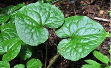 Wild ginger roots for sale  Parsons