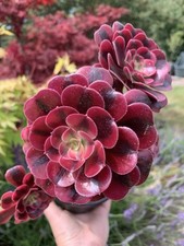 Aeonium medusa large for sale  ASHFORD