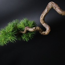 Larch bonsai tree for sale  UK