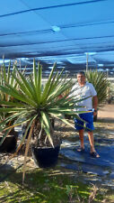 Tres gros yucca d'occasion  Outarville