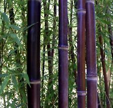 Bambou noir phyllostachis d'occasion  Villemandeur