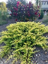 juniper ground cover for sale  Zebulon