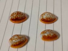 Conchiglia shell cypraea usato  Piombino