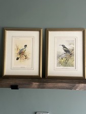 Vintage framed bird for sale  CHEADLE