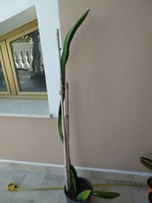 Pianta pitaya dragon usato Pianta pitaya dragon usato  San Filippo del Mela