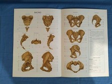 Stampe tavole anatomia usato  San Martino Dall Argine