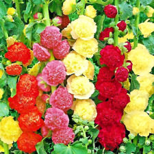 200 hollyhock spring for sale  Greenville