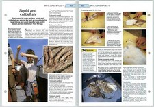 Squid cuttlefish sea for sale  SLEAFORD