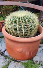 Large cactus echinocactus for sale Large cactus echinocactus for sale  NEWARK