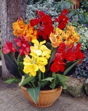 Mixed canna lily for sale  Russell