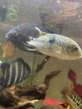 Fish fish tank for sale  TAUNTON