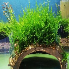Beautiful live java for sale  WORCESTER