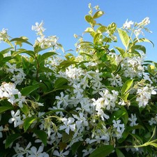 Trachelospermum jasminoides ja d'occasion  Pouzauges