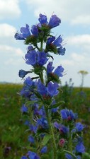 12x echium wildflower for sale  WEYMOUTH