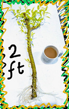 2ft tall golden for sale  BRACKNELL