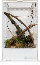 Swell reptiles mantis for sale  HYDE