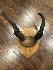 Pronghorn antelope horns for sale  Lady Lake