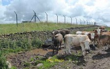 Foto 6x4 viehtränke gebraucht kaufen  Versand nach Germany