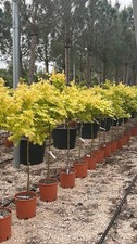 Acero giapponese orange usato  Pontinia