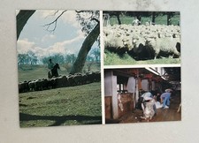 Postal de escenas de ovejas australianas segunda mano  Embacar hacia Mexico