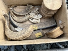 Collection warthog tusks for sale  MANSFIELD
