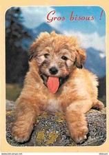 Animaux chiens labrit d'occasion  Fruges