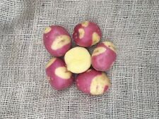 Celebration seed potatoes for sale  NEWRY