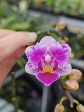 Phalaenopsis lioulin grape for sale  SHREWSBURY
