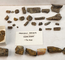 Hadrosaur rib fossil for sale  Rockledge