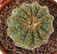 Gymnocalycium vatteri kikko usato  Napoli