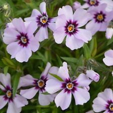 Phlox plug plants for sale  LONDON