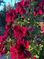 8000908 petunia rot gebraucht kaufen  Reutlingen